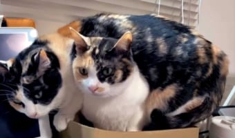 絶対に負けられない戦いが、そこにはある(笑) 段ボール箱をめぐる争奪戦から目がはなせない!