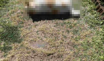 とても美味しそう･･･庭で横たわっているワンコが巨大なチクワにしか見えない(笑)