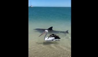 イルカとペリカンが一緒に泳ぐ平和な光景・・・と思いきや、実は違った!?