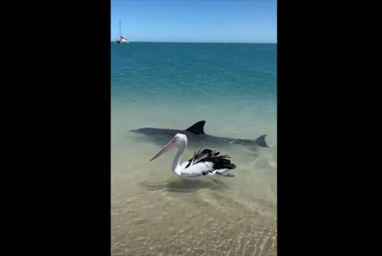 イルカとペリカンが一緒に泳ぐ平和な光景･･･と思いきや、実は違った！？