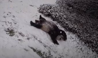 なんか子供の頃を思い出した(笑) 斜面を滑ったり側転したり・・・大雪が降ってパンダが大はしゃぎ!