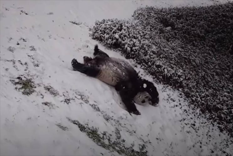 なんか子供の頃を思い出した(笑) 斜面を滑ったり側転したり･･･大雪が降ってパンダが大はしゃぎ！
