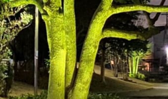 「今まで見た野菜の中で一番でかい(笑)」まるで巨大なブロッコリーのような木が発見される!