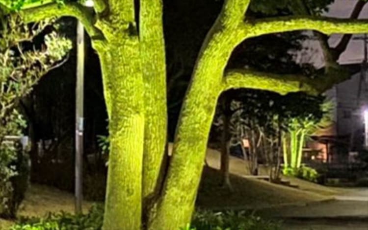 「今まで見た野菜の中で一番でかい(笑)」まるで巨大なブロッコリーのような木が発見される！