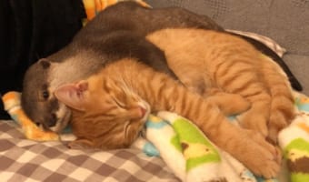 カワウソが可愛すぎてツライ・・・カワウソと猫のファミリーに癒される。