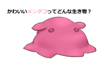 タコの中で一番かわいい?!「メンダコ」はなんか普通のタコといろいろ違うようだ!