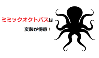 「ミミックオクトパス」は変装が得意！その対象は魚やウミヘビ、ヒトデまで！！