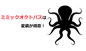 「ミミックオクトパス」は変装が得意！その対象は魚やウミヘビ、ヒトデまで！！