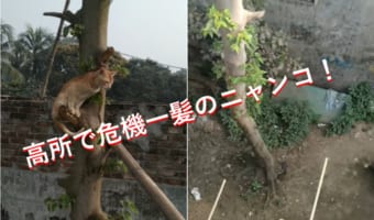 木登りに夢中になっていたらいつの間にか...超高所で動けなくなった子猫の救出劇！