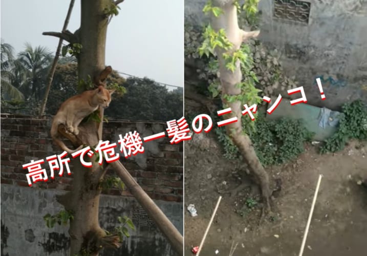 木登りに夢中になっていたらいつの間にか...超高所で動けなくなった子猫の救出劇！