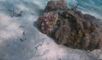 あなたは見つけられた？岩に変身するタコのカモフラージュ力が凄い