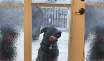 「外には出れたけど戻り方がわかんない！」必死で家の中に入ろうとするワンコ「とりあえず舐めとくか！」ってなんでやねん！