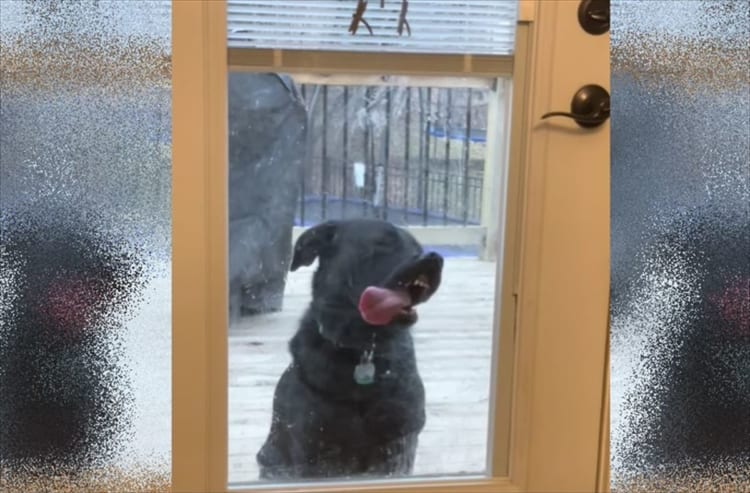 「外には出れたけど戻り方がわかんない！」必死で家の中に入ろうとするワンコ「とりあえず舐めとくか！」ってなんでやねん！