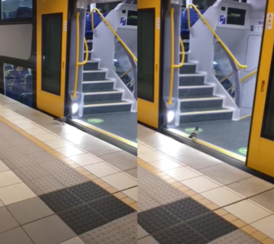 「ハトさんどこいくの？」シドニーで当たり前のように電車に乗るハトが面白い！