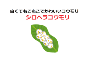 【シロヘラコウモリ】コウモリなのに白くて、ぬいぐるみみたいにモッコモコでかわいい！！