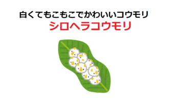 【シロヘラコウモリ】コウモリなのに白くて、ぬいぐるみみたいにモッコモコでかわいい!!