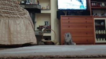 監視カメラがとらえた！猫が言葉を練習してる？隠れて密にしゃべってる猫の動画が話題に！