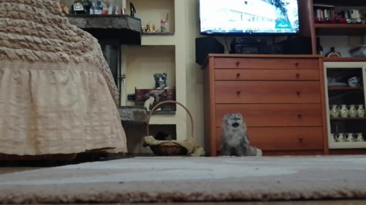 監視カメラがとらえた！猫が言葉を練習してる？隠れて密にしゃべってる猫の動画が話題に！