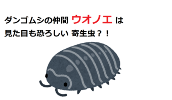 【ウオノエ】ダンゴムシの仲間は恐ろしい寄生虫？！