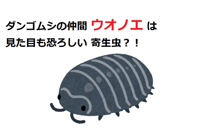 【ウオノエ】ダンゴムシの仲間は恐ろしい寄生虫？！