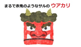 まるで赤鬼？！真っ赤な顔をしたサル「ウアカリ」とは！