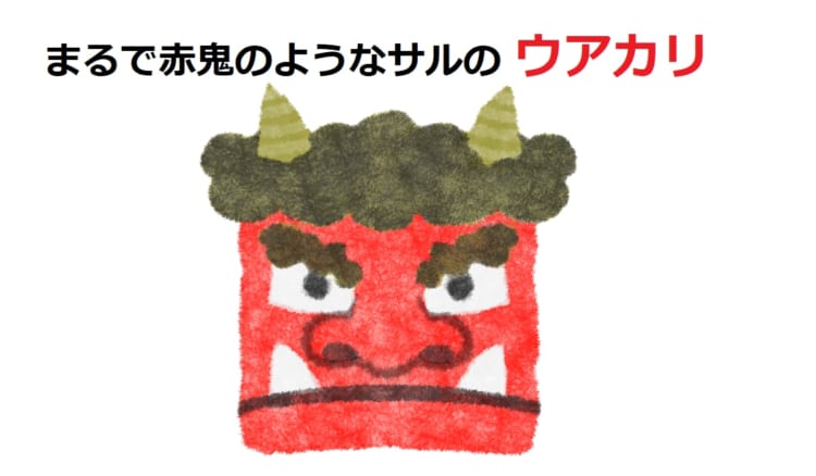 まるで赤鬼？！真っ赤な顔をしたサル「ウアカリ」とは！