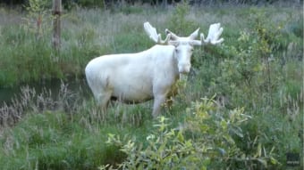 まるで神話の世界。純白のヘラジカの水浴び映像が神々しい！見るだけでご利益ありそう