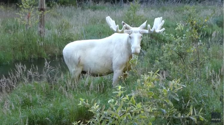 まるで神話の世界。純白のヘラジカの水浴び映像が神々しい！見るだけでご利益ありそう