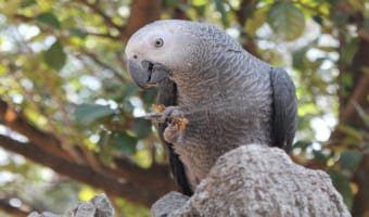 ペットとしても人気の「ヨウム」の寿命がスゴく長いって知ってた？オウムとの違いは？