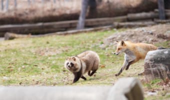 リーチの差にキュン!北きつね牧場で撮影されたキタキツネとエゾタヌキのツーショットが尊すぎ