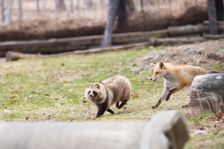 リーチの差にキュン！北きつね牧場で撮影されたキタキツネとエゾタヌキのツーショットが尊すぎ