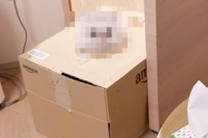 「ねえ見て見て！」凄い状態でドアを開けて部屋に入ってきたニャンコが可愛すぎる！