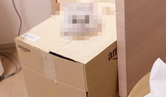 「ねえ見て見て！」凄い状態でドアを開けて部屋に入ってきたニャンコが可愛すぎる！