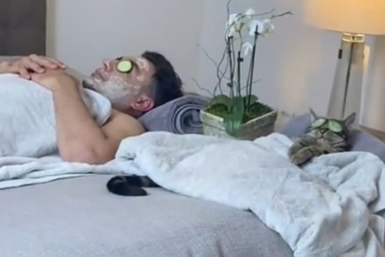 ふたりの仲は引き裂けない！妻から夫を奪った可愛い泥棒猫ちゃんの動画がTikTokで大人気に