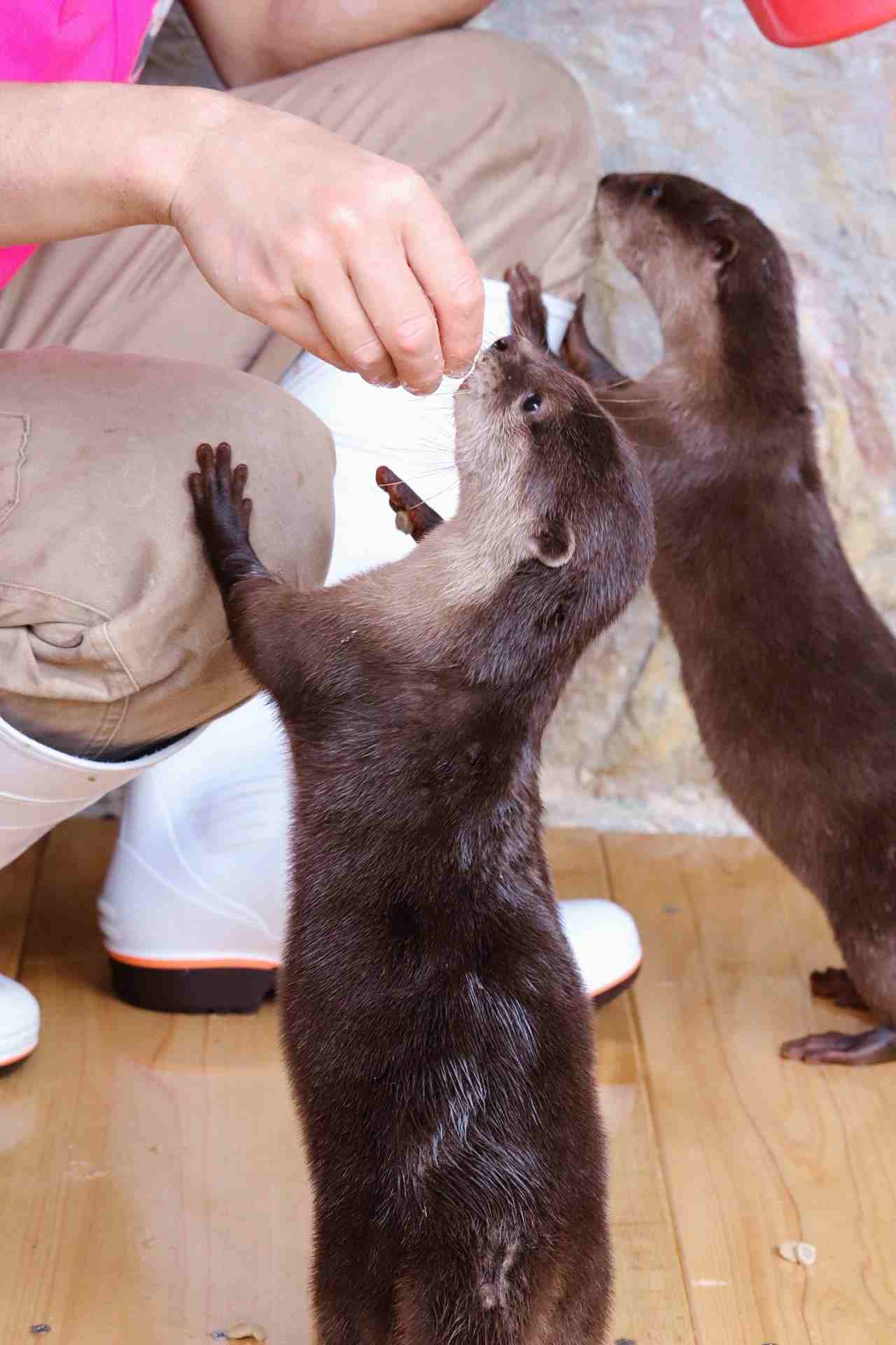 「このズボン、一生洗いません」 桂浜水族館の飼育員がそう誓った理由に反響！