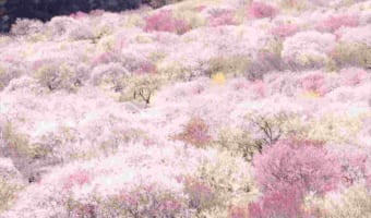 この世にこんな場所があるなんて・・・咲き誇る梅の花がまるで“絨毯”のような絶景が話題に!