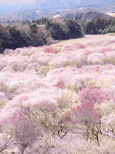 この世にこんな場所があるなんて･･･咲き誇る梅の花がまるで“絨毯”のような絶景が話題に！