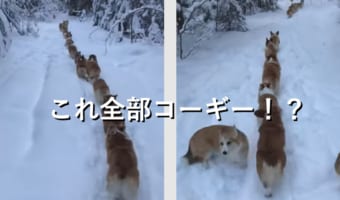 【眼福】雪の中を一列で移動するコーギーの子犬達が可愛すぎる