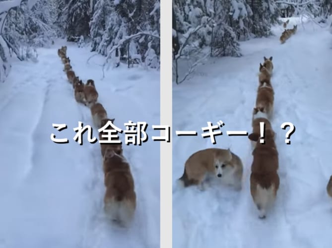 【眼福】雪の中を一列で移動するコーギーの子犬達が可愛すぎる