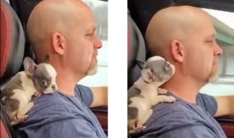 パパが大好き！お父さんの肩に乗ってドライブにでかけるフレンチブル可愛すぎる