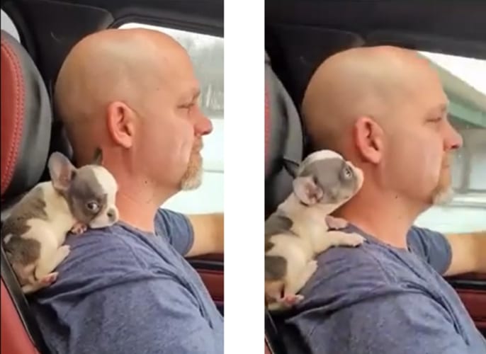 パパが大好き！お父さんの肩に乗ってドライブにでかけるフレンチブル可愛すぎる