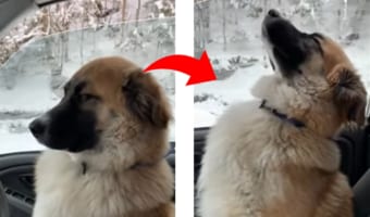 居眠りしてないよ！車の中で眠いけどお利口にお留守番するワンコがカワイイ