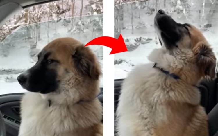 居眠りしてないよ！車の中で眠いけどお利口にお留守番するワンコがカワイイ