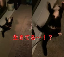 一瞬焦る...死んだようにくつろぐニャンコの貫禄が凄い
