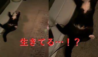 一瞬焦る...死んだようにくつろぐニャンコの貫禄が凄い