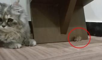 まるでトムとジェリー!仲良く隠れんぼするニャンコとネズミに癒される
