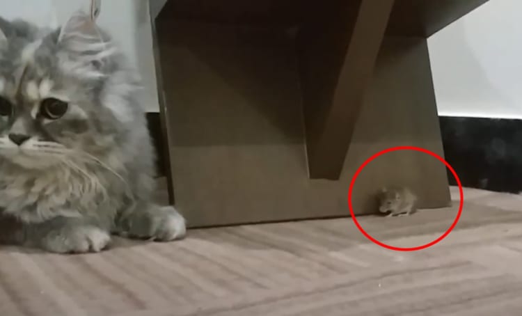 まるでトムとジェリー！仲良く隠れんぼするニャンコとネズミに癒される