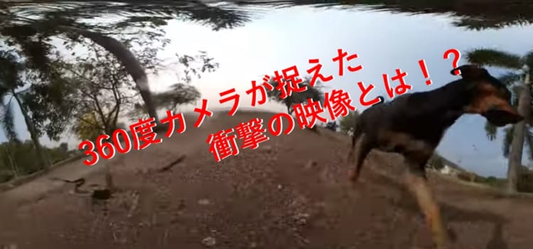 バイクで走るクールな映像を撮ろうと思ったのに...1匹のワンコによってまさかの展開に！