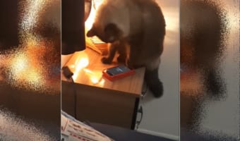 「セットしたはずのアラームが鳴らない」遅刻の言い訳かと思ったらめちゃくちゃ可愛い犯人が判明！