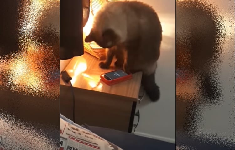 「セットしたはずのアラームが鳴らない」遅刻の言い訳かと思ったらめちゃくちゃ可愛い犯人が判明！